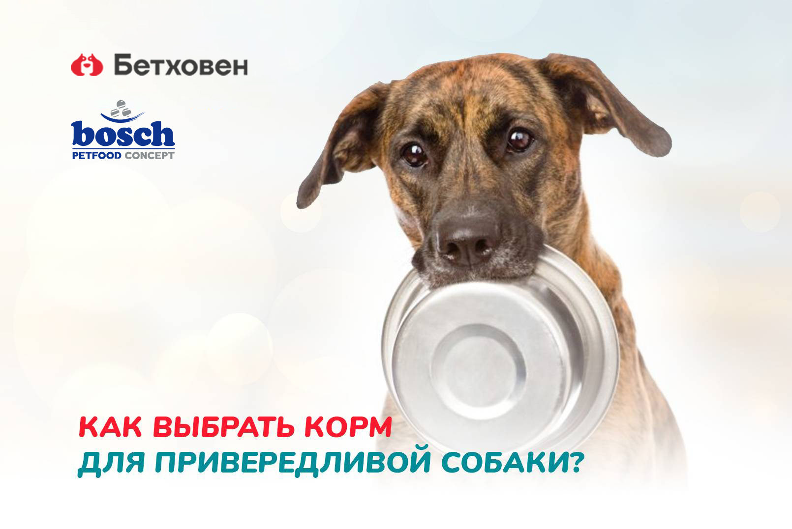 Как выбрать корм для привередливой собаки?