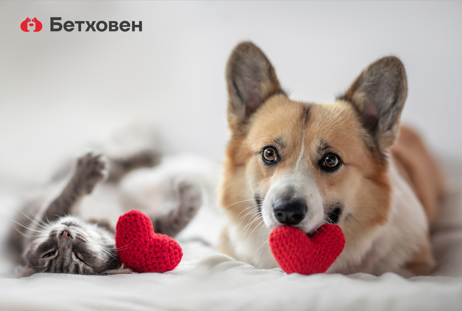 «Бетховену» — 25 лет, это вы уже, конечно, слышали.