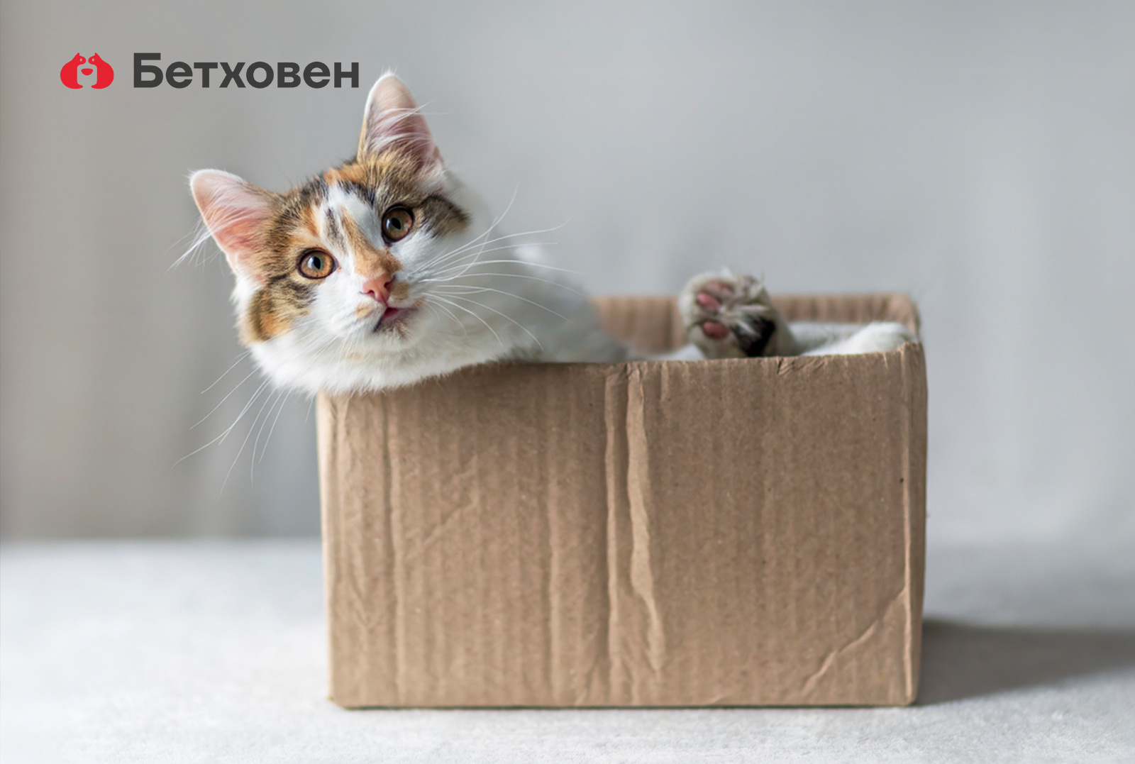 Встретимся на «Кэтсбурге»