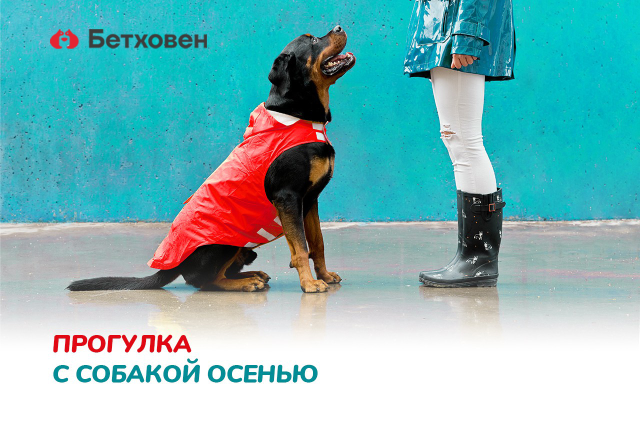Прогулка с собакой осенью