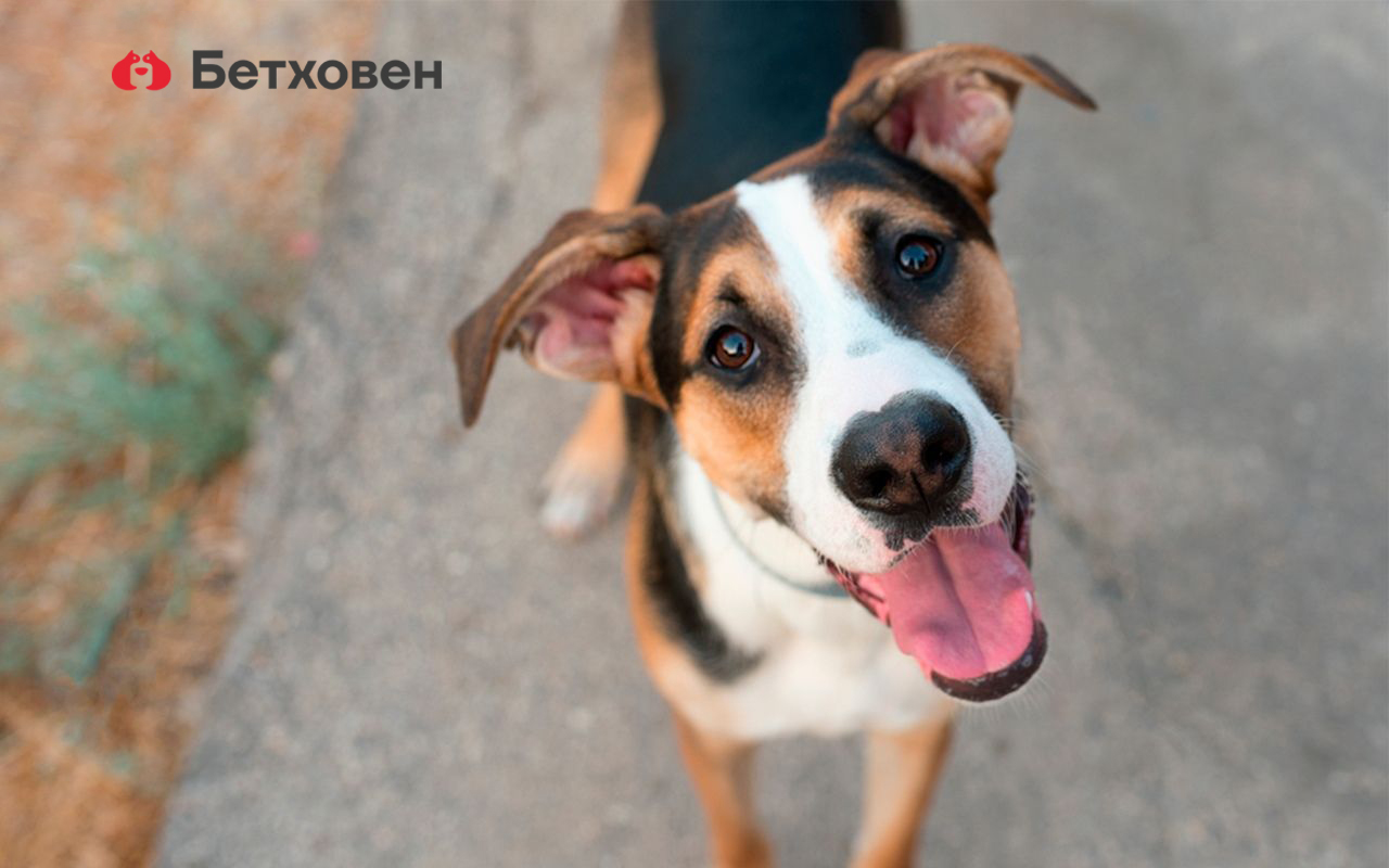 17 августа Всемирный день бездомных животных