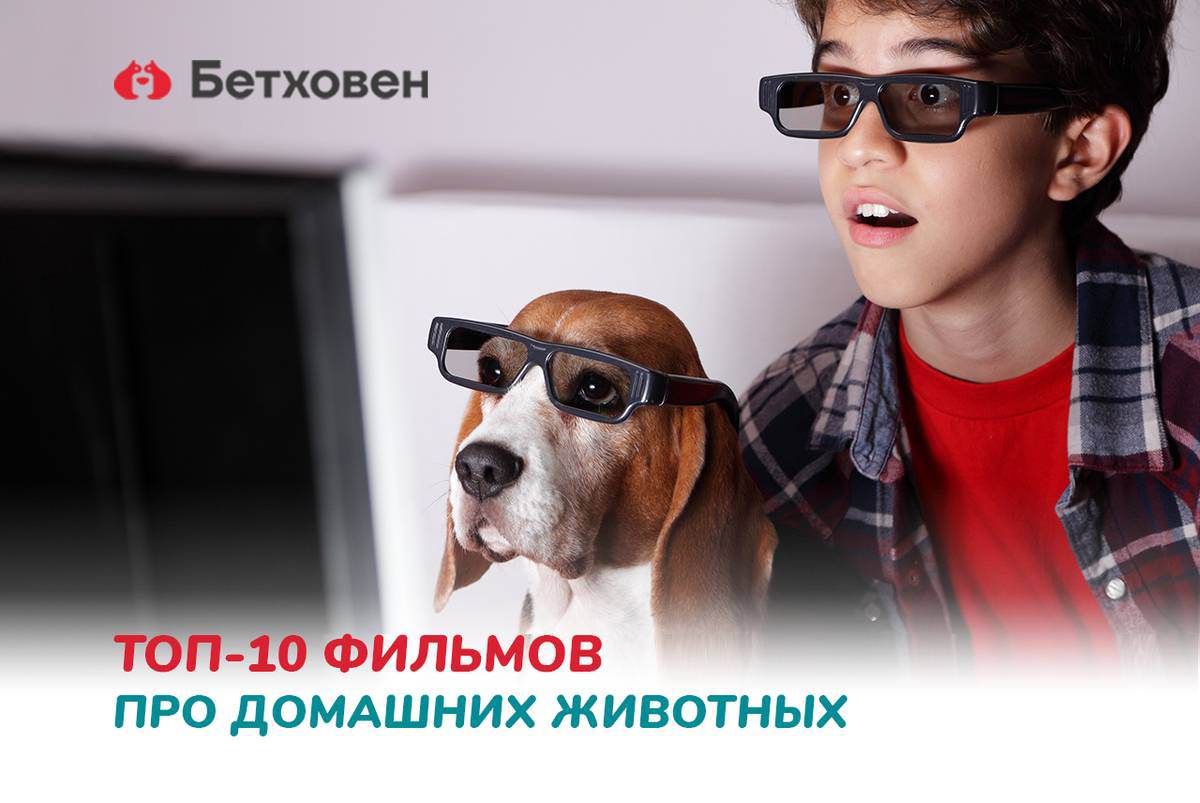 Топ-10 самых трогательных фильмов про домашних животных для всей семьи