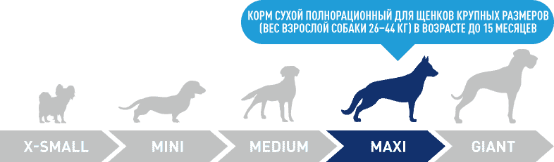 dogs