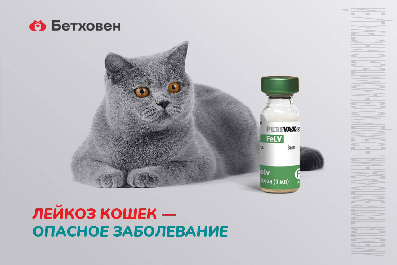 Лейкоз кошек - опасное заболевание