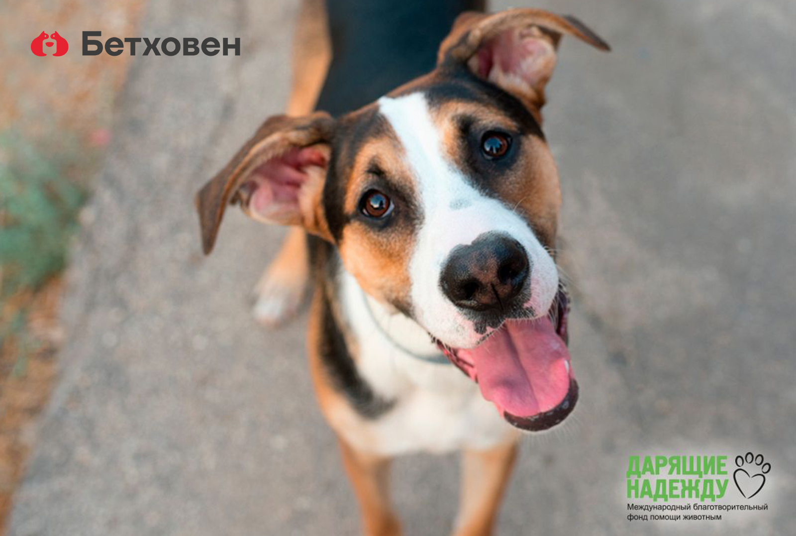 Выставка приютских животных #ДОМОЙ в ЦТИ Фабрика