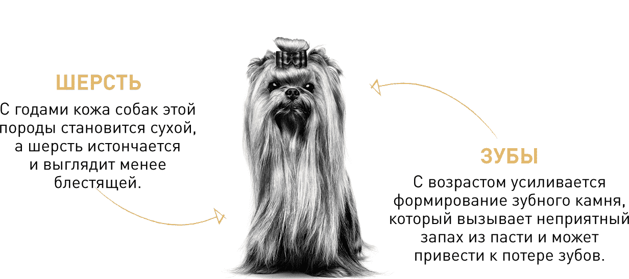 Описание старения собаки