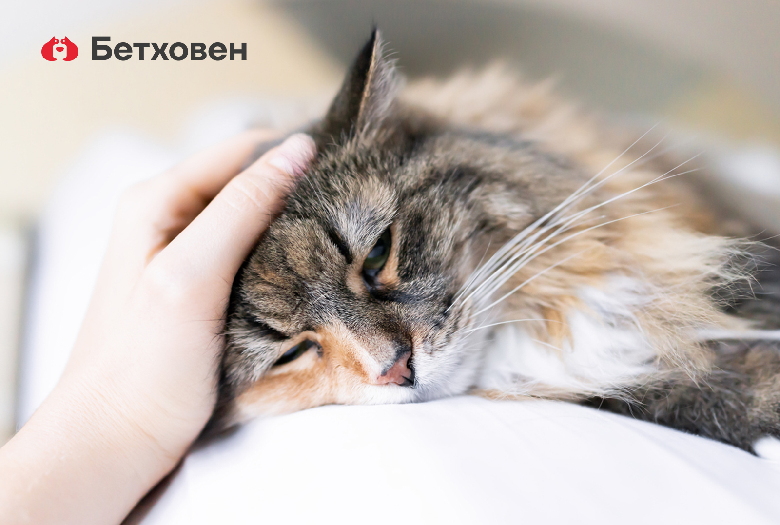 РОССЕЛЬХОЗНАДЗОР ОТВЕТИЛ НА САМЫЕ РАСПРОСТРАНЕННЫЕ ВОПРОСЫ О РИСКАХ ЗАРАЖЕНИЯ ЖИВОТНЫХ COVID-19