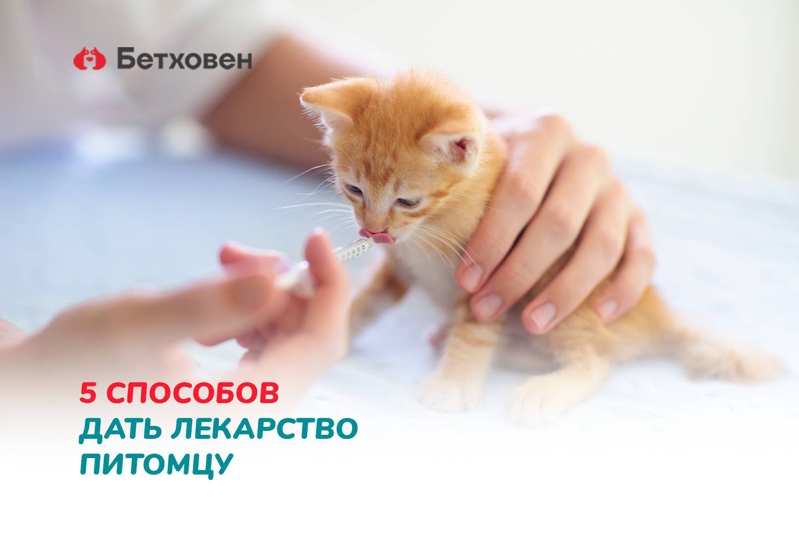5 способов дать лекарство питомцу