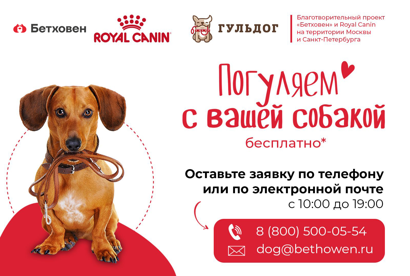 Проект «Погуляем с вашей собакой» возвращается!