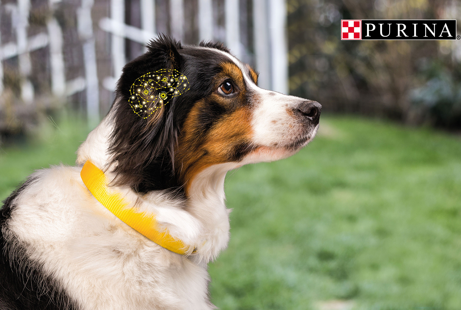 Purina разработала корм для собак PRO PLAN Veterinary Diets для поддержания функций мозга