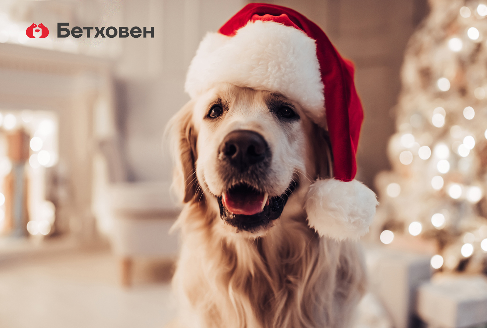 Новый год празднуют все
