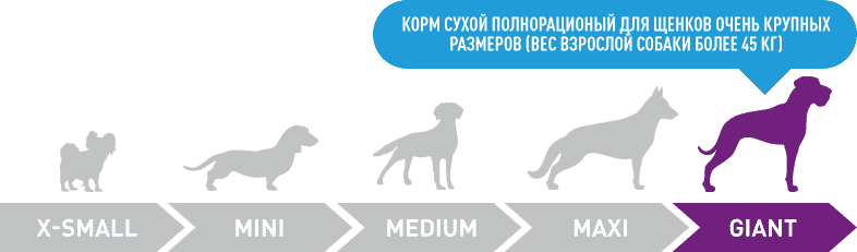 dogs