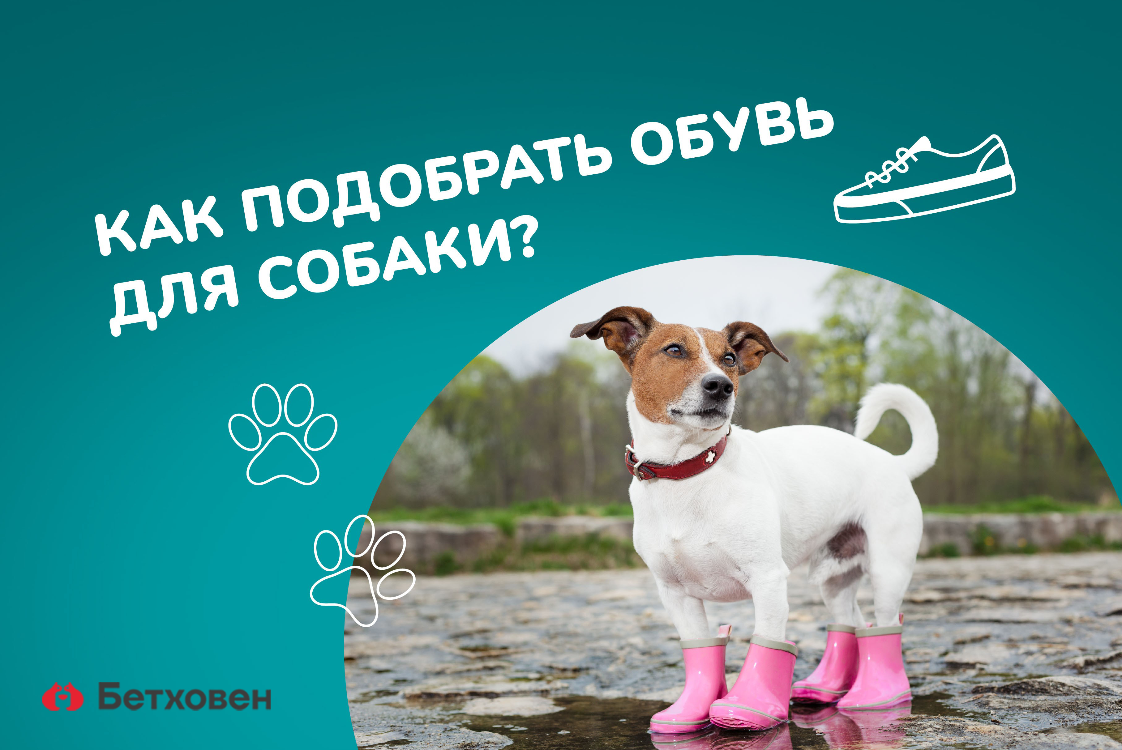 Как подобрать обувь для собаки?