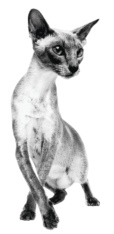 Изображение корма