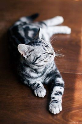 домашние кошки домашние кошки