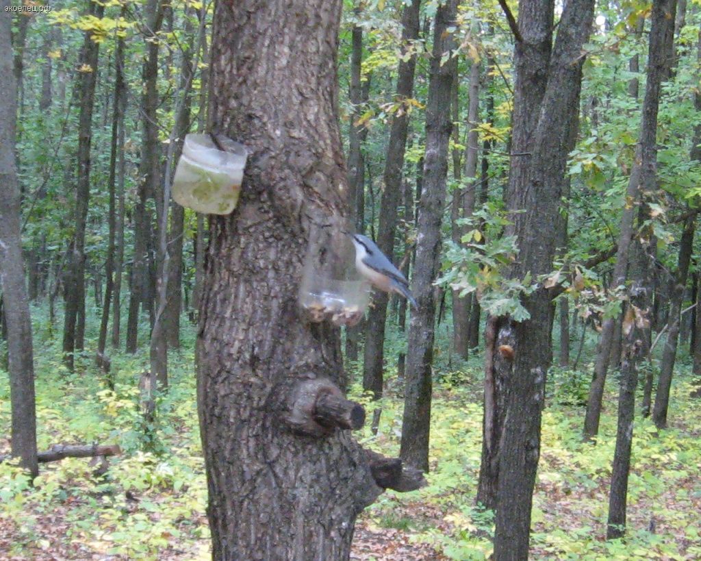 ee-kormushka-4.jpg ee-kormushka-4.jpg