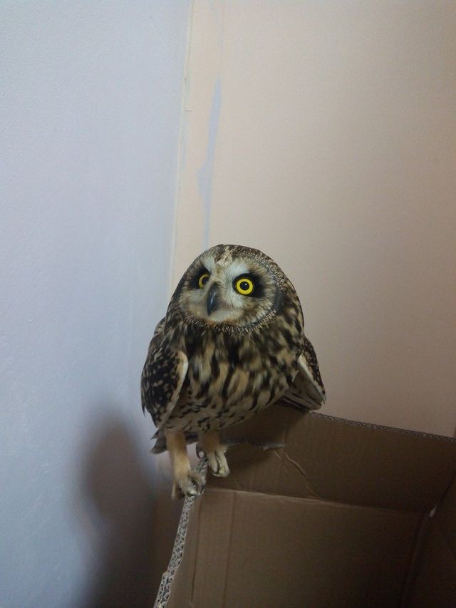 owl1.jpg owl1.jpg