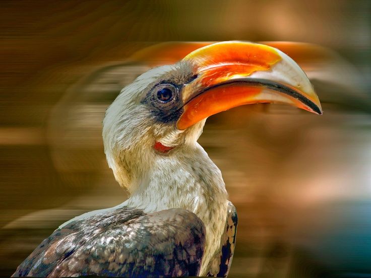 Hornbills.jpg Hornbills.jpg