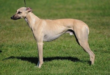 Whippet.jpg Whippet.jpg
