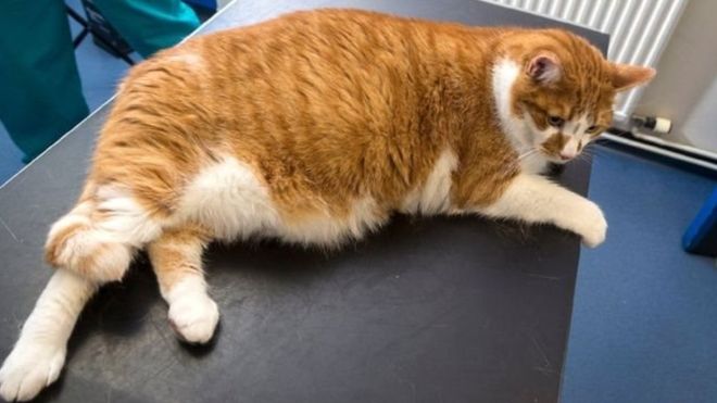 Кота с ожирением заставят худеть